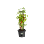 green basics pot à tomate 33 cm living noir